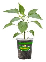Bonnie Plants Thai Hot Pepper 19.3 oz