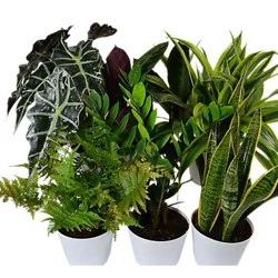 Foliage Plant in Ceramic Pot - 5.5 inch