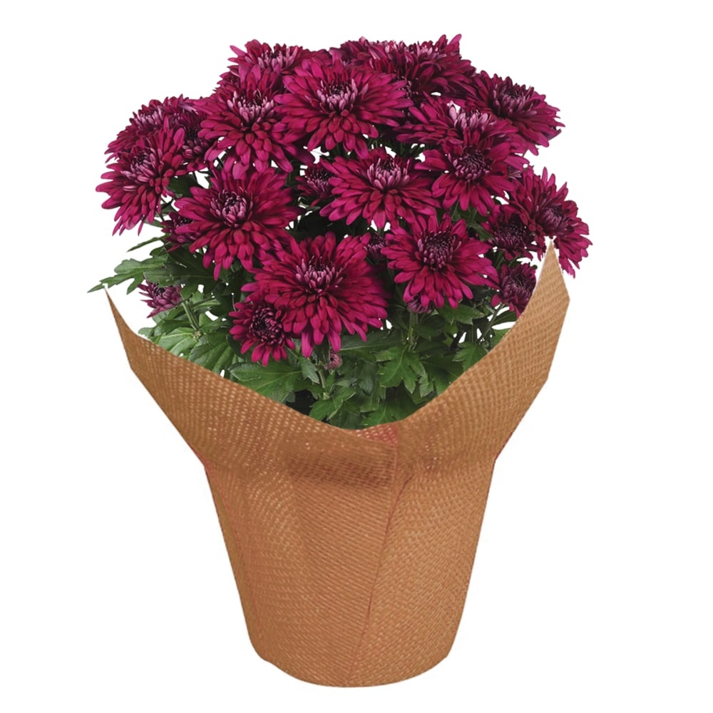 slide 1 of 1, Potted Fall Mums, 4.5 in