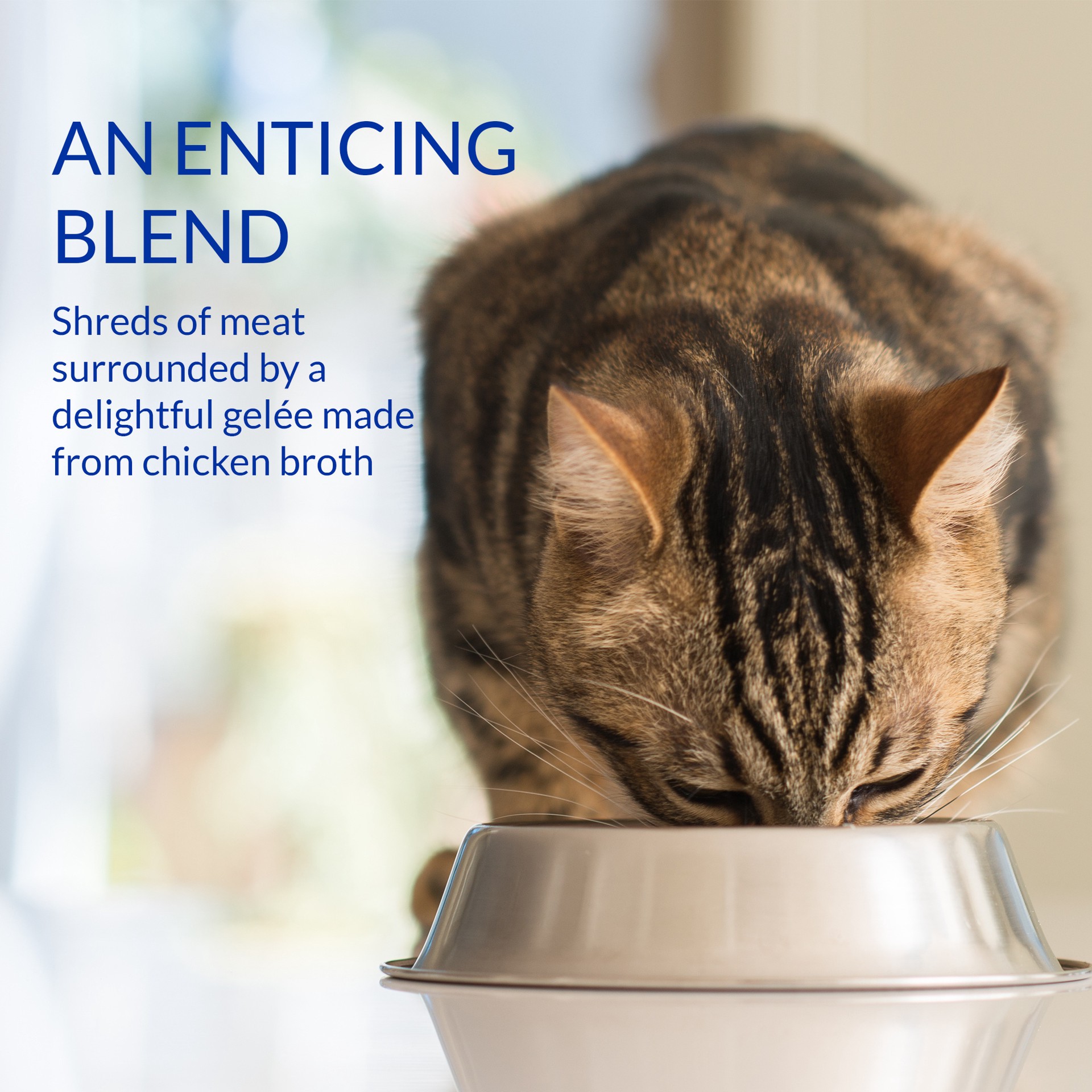 slide 8 of 8, Churu Stew Chicken & Tuna Recipe/Chicken Recipe Cat Food Complement Chicken & Tuna Variety 12 - 1.4 oz Pouches, 12 ct