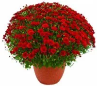 Andy Mast Greenhouse Hardy Mum