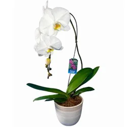 Gubler Mixed Orchid House Plant in 1.56-Quart Planter