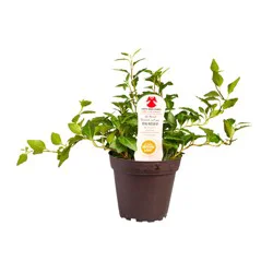 Angel Plants 3.8In Foliage Assortment