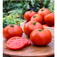 slide 6 of 9, Bonnie Plants  Tomato Better Boy, 19.3 oz