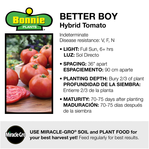 slide 4 of 9, Bonnie Plants  Tomato Better Boy, 19.3 oz