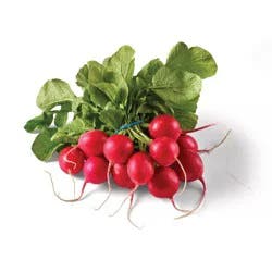 Radish Red Bunch