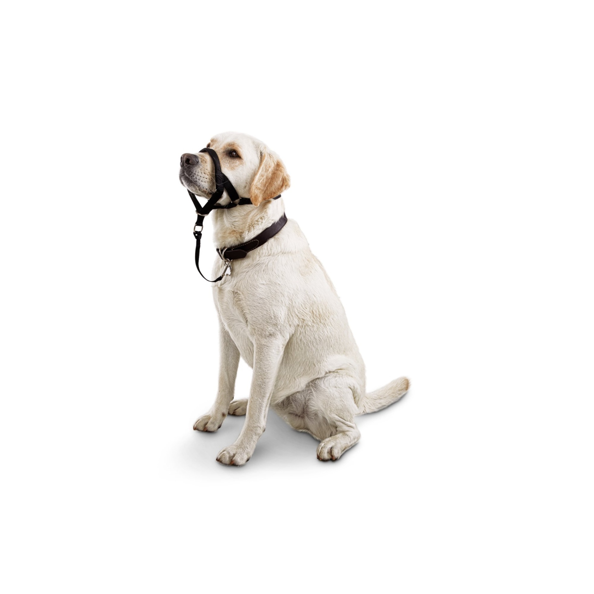 slide 1 of 1, Good2Go Head Halter for Dogs, L