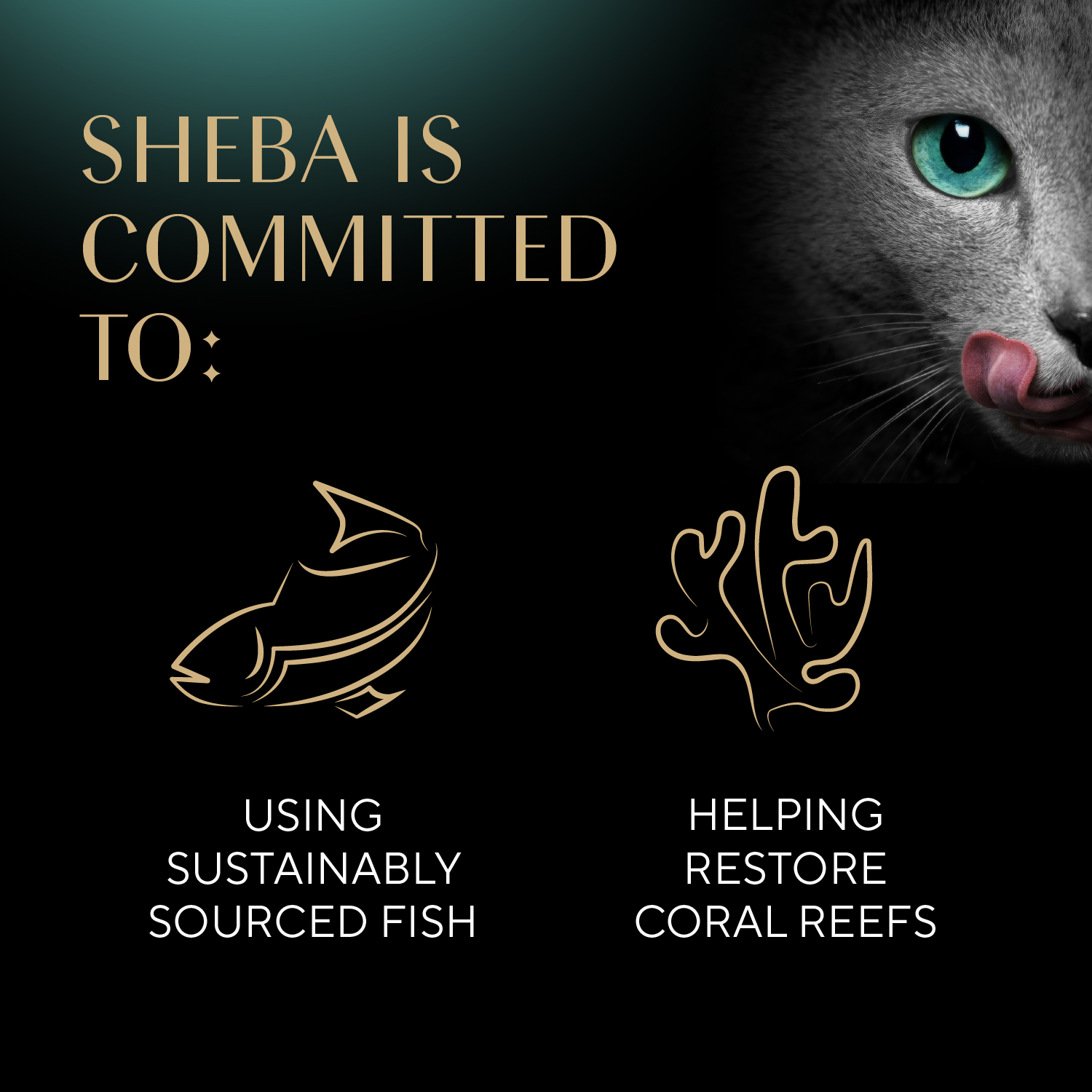 slide 2 of 8, Sheba Meaty Tender Stick Salmon Flavor Cat Treats 5 - 4 g Sticks, 5 ct