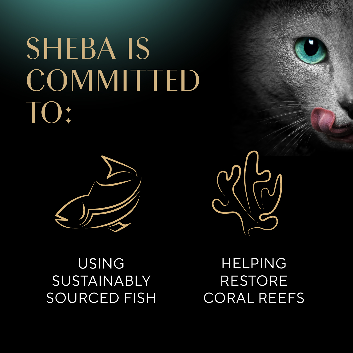 slide 2 of 8, Sheba Perfect Portions Cuts in Gravy Premium Cat Food Variety Pack 72 - 37.5 g Packs, 72 ct