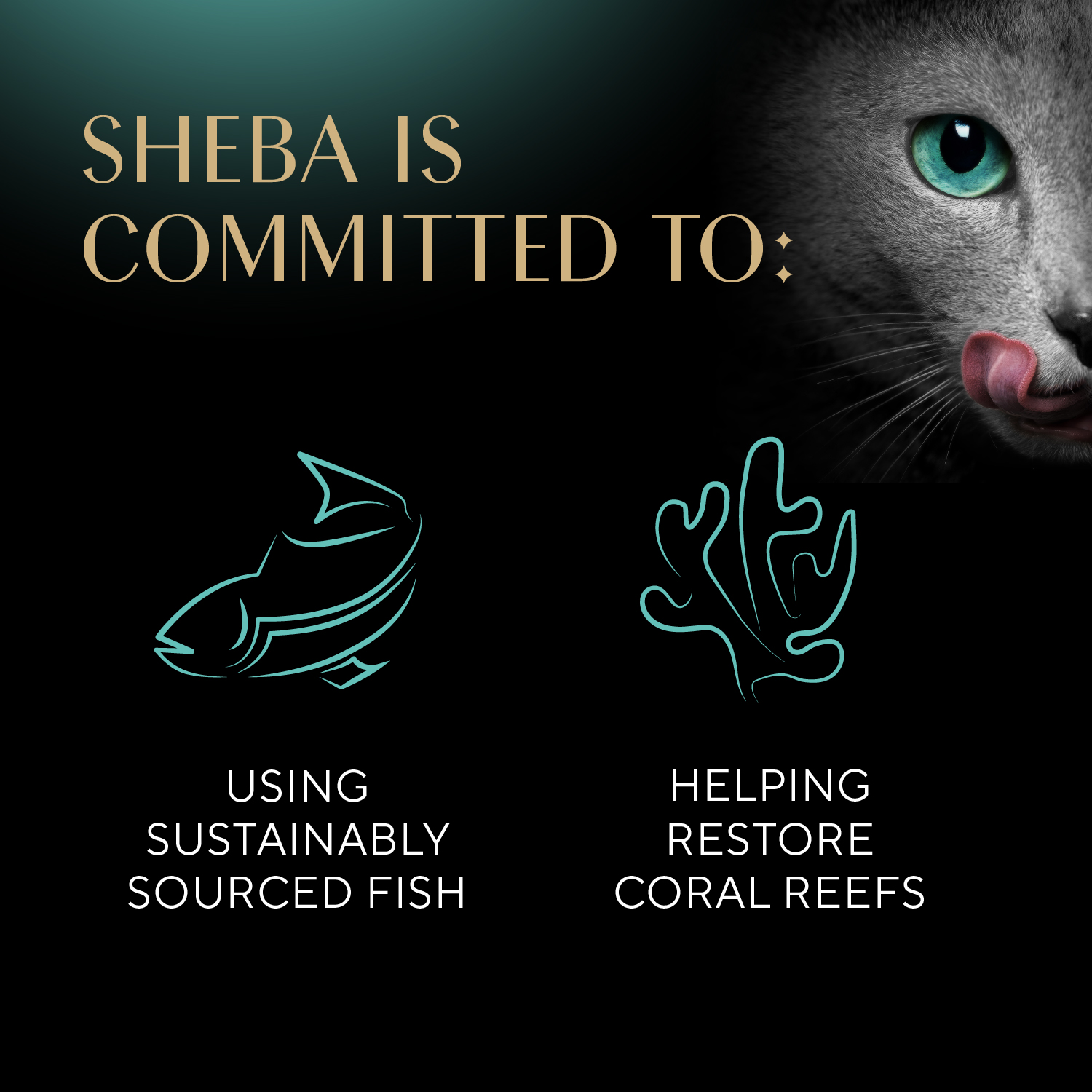 slide 2 of 7, Sheba Perfect Portions Soft Pate Premium Savory Chicken Entree/Delicate Salmon Entree Kitten Food Variety Pack Pack 24 ea, 24 ct