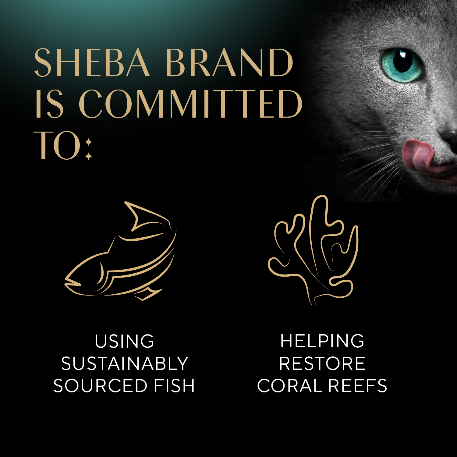 slide 5 of 8, Sheba Gravy Indulgence Premium White Fish Entree in Extra Gravy Cat Food 2 - 1.32 oz Packs, 2 ct