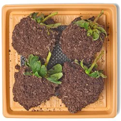H-E-B Bakery Gourmet Chocolate-Dipped Strawberries - Cookies & Cream
