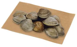 Littleneck Clams 12 Count Live - Ea