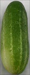 Kirby Cucumber