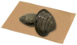 Wild Fresh Cherrystone Clam - Lb