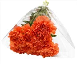 Sharon Flowers Mini Carnation Flowers