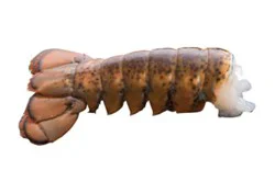 Lobster Tail Raw 14-16 Oz Frozen 1 Count - Each