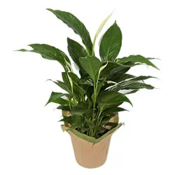 Spathiphyllum 6 In