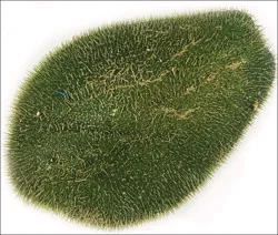 Chayote - Espanol