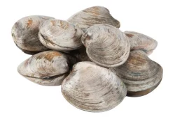 Cherrystone Clams