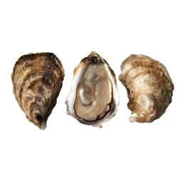 Eastern Oyster Select
