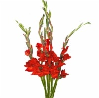slide 1 of 1, Dutchess Bouquets Spring Red / Yellow Gladiolas, 5 ct