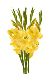 Dutchess Bouquets Spring Red / Yellow Gladiolas