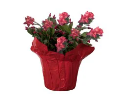 Fresh Holiday Zygo Christmas Cactus in 6 inch Container
