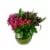 Bloom Haus Bubble Bowl Arrangement