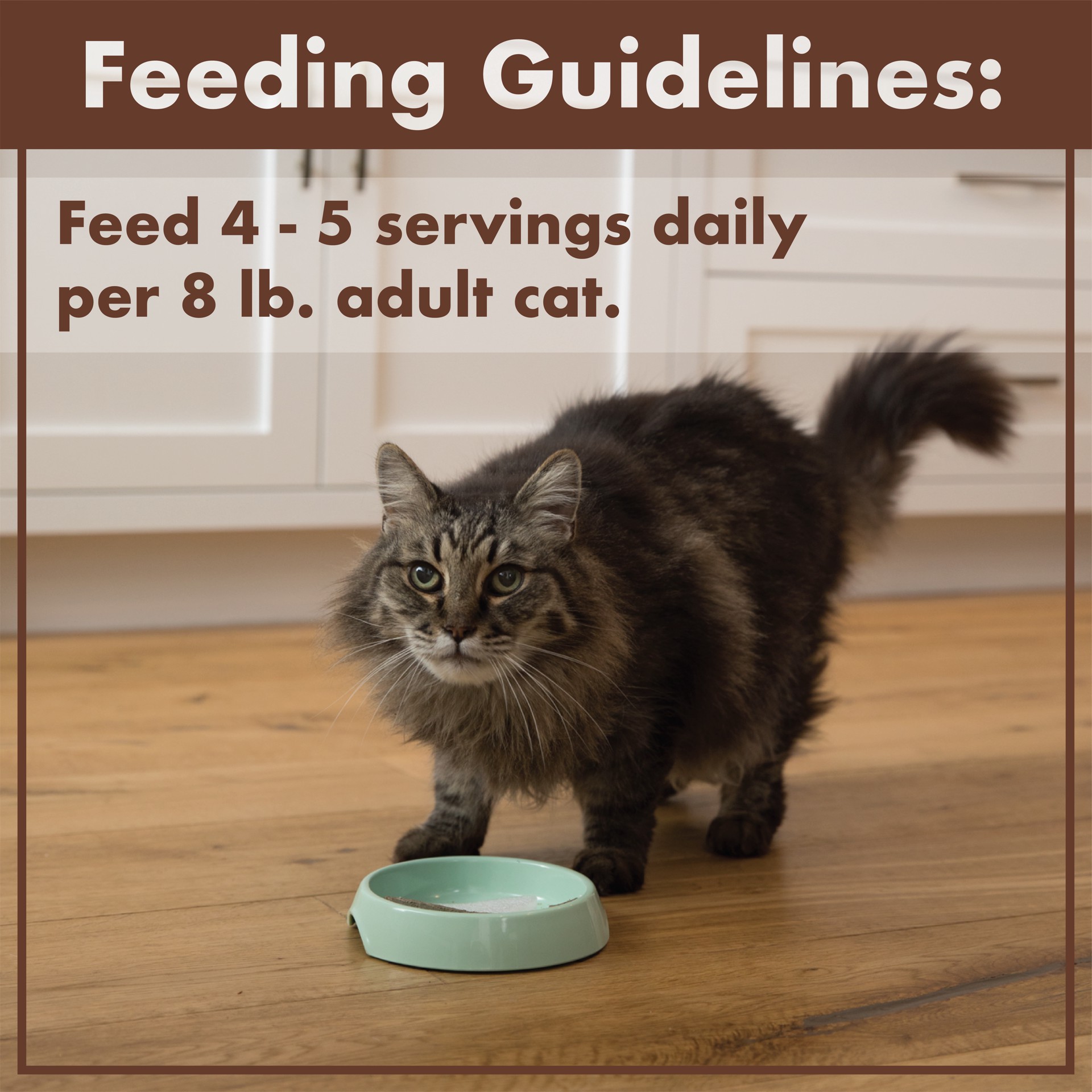 slide 4 of 5, Nutro Feed Clean Pate Grain Free Chicken Recipe Cat Food 2 - 1.32 oz Trays, 2 ct