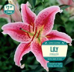 Garden State Bulb Lily Stargazer Bulbs, 2 pk