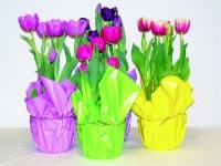 slide 1 of 1, Premium Tulip Plant Wraps, 6 in