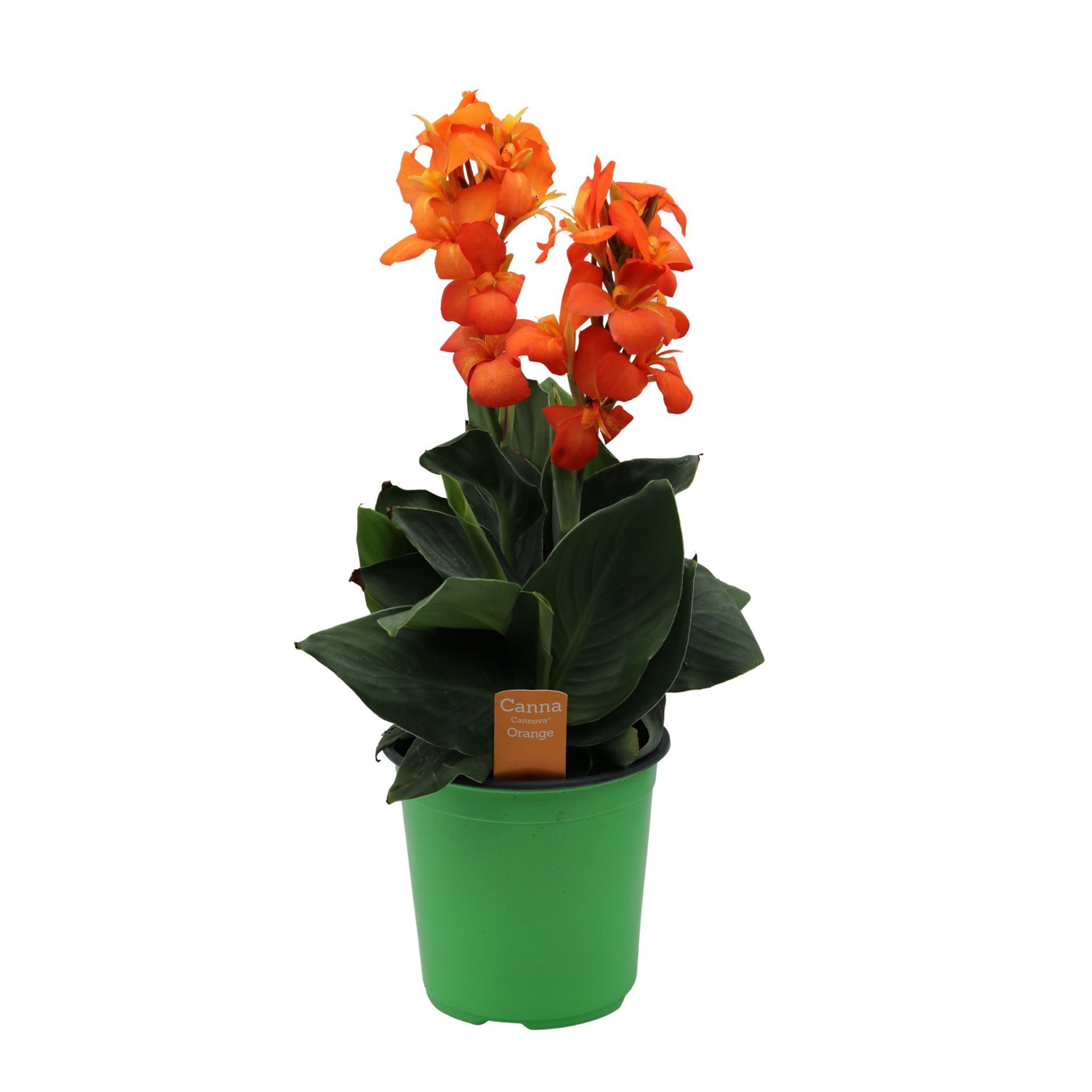 slide 1 of 1, Spring Creek Growers Orange Shade Canna Potted Plant, 8 in