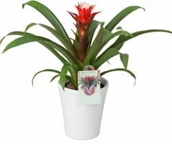 The Floral Shoppe Bromeliad