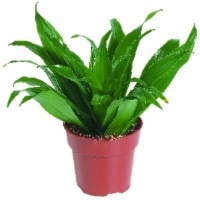 slide 1 of 1, Assorted Small Houseplant, 4 in