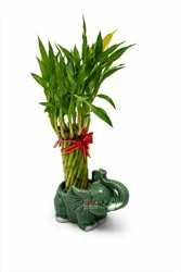 Angel Plants 3 Tier Lucky Bamboo Plant In Ceramic