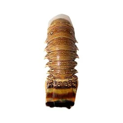 WARM WATER LOBSTER TAIL 16-20 OZ