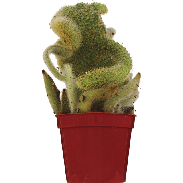 slide 1 of 1, Rainbow Pck Cactus, 1 ct