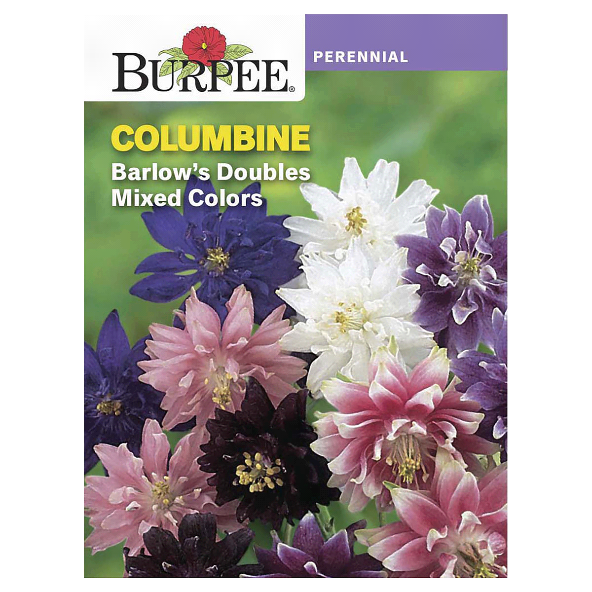 slide 1 of 5, Burpee Columbine Barlow's Double Mix Seeds, 1 ct