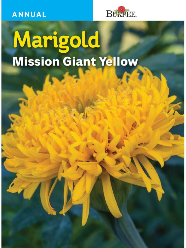 slide 1 of 1, Burpee Mission Giant Marigold Seeds - Lemon Yellow, 1 ct