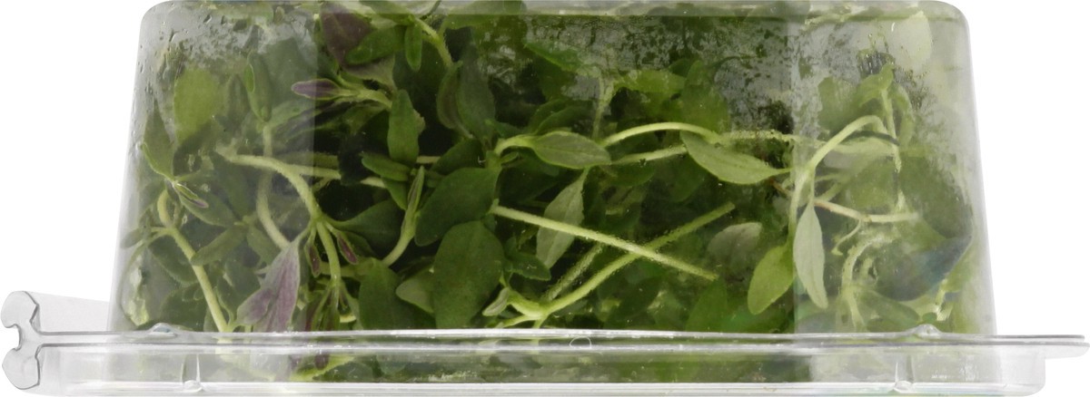 slide 3 of 11, Sun Harvest Organic Living Thyme, 1 ct