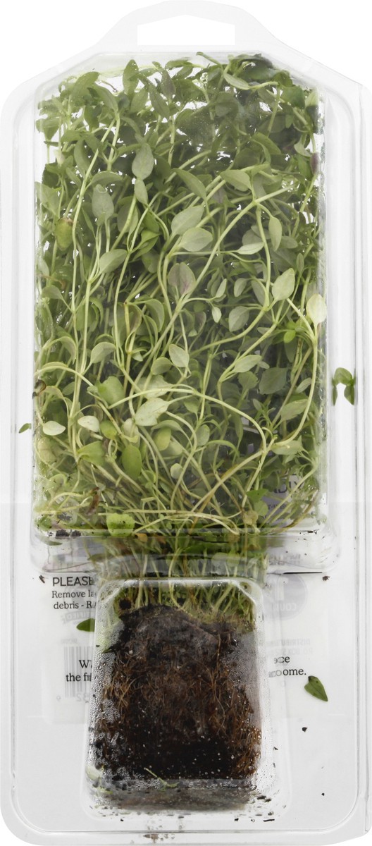 slide 2 of 11, Sun Harvest Organic Living Thyme, 1 ct