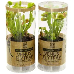 Venus Fly Trap 3 in