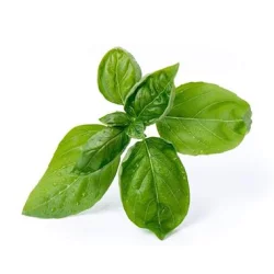 Genovese Basil