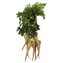 Coco Parsley Roots