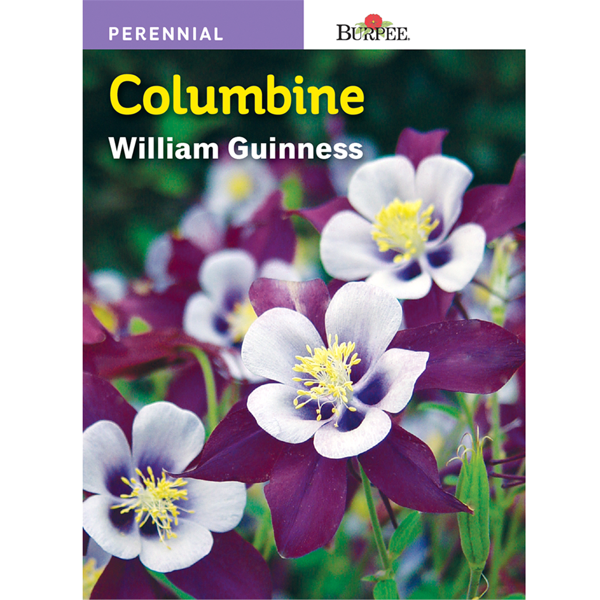 slide 1 of 1, Burpee Columbine William Guinness Seeds - Multi-Color, 1 ct