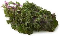 Organic Purple Kale
