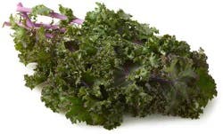 Organic Purple Kale