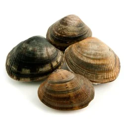 Kowalskis Fresh Littleneck Clams