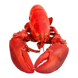 Wild Caught Cooked Lobster